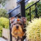 Bill de Mascotas Reales 